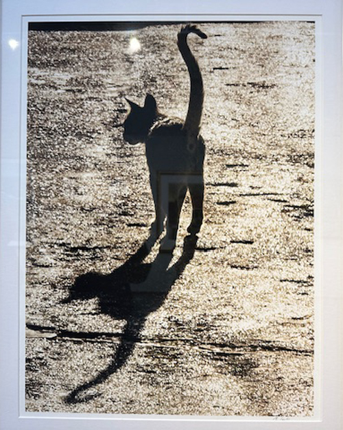 Cat in Morocco